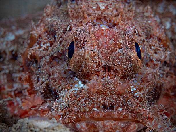 istock Tasseled Scorpionfish - Scorpaenopsis oxycephala - Fransen-Drachenkopf 2253379157