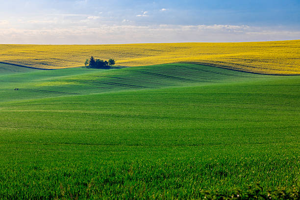 istock Rolling green and yellow fields with a cluster of trees under a blue sky. 2253379200