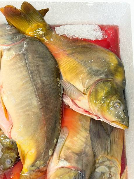Carp traditionally a Christmas dish in Poland