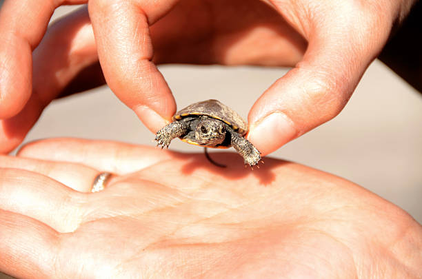 istock Tiny turtle in the palm of a hand 2253380687