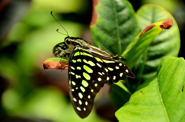 Parthenos sylvia sits on a green leaf. Macro photo of a butterfly