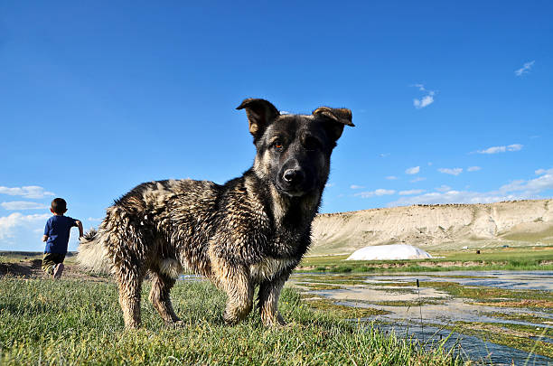 Chondrodysplasia,  known as canine dwarfism, is a recessive genetic defect found in purebred dogs