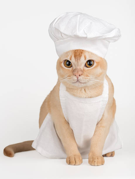 istock Funny burmese cat in chef hat and apron 2253381284