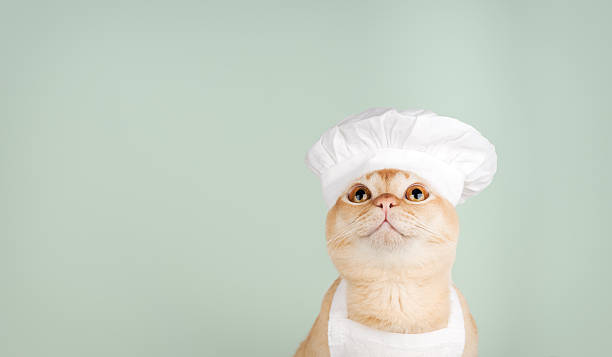 istock Burmese chef cat on a green background 2253381285