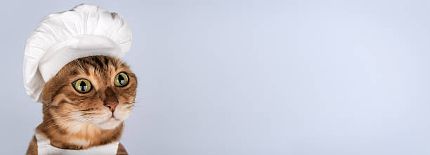 istock Bengal cat wearing a chefs hat on a light purple background 2253381286