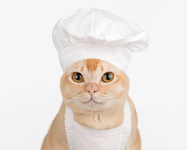 istock Cute burmese cat in chef hat on a white background 2253381289