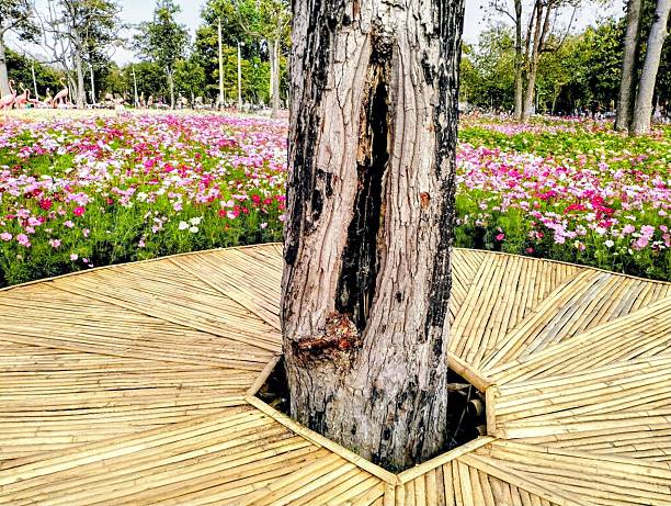 The picture shows white, pink, and dark pink marigolds in various colors mixed together. The stems and flower stalks are green with small leaves.There is a bamboo walkway leading very beautiful..