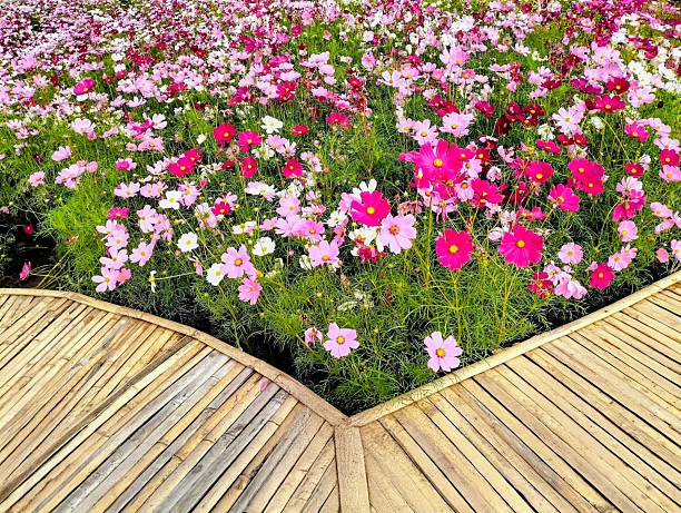The picture shows white, pink, and dark pink marigolds in various colors mixed together. The stems and flower stalks are green with small leaves.There is a bamboo walkway leading very beautiful..