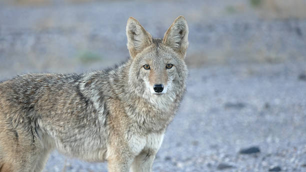 istock Alert Wild Coyote Standing in Desert Habitat 2253382654