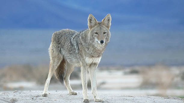 istock Full Body Wild Coyote Standing in Open Desert Landscape 2253382776