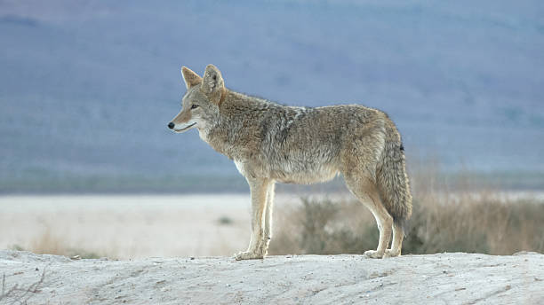 istock Side Profile of Wild Coyote Standing on Sandy Ridge 2253383010