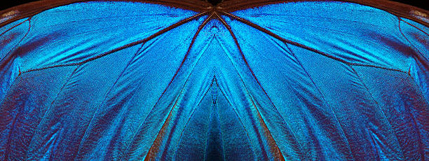 istock Blue abstract pattern. Wings of a butterfly Morpho texture background. Morpho butterfly 2253383014