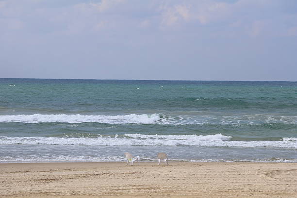 A tranquil seascape depicts a sandy beach with a pair of empty white plastic chairs near the shoreline. The azure sea stretches out to the horizon, where gentle waves roll towards the shore. The sky is partly cloudy, adding a serene ambiance to the scene. Sand patterns are visible on the beach, indicating a peaceful setting without human activity.