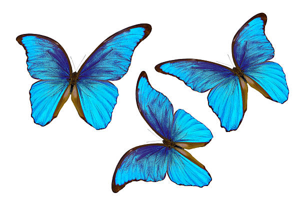 istock Blue Morpho butterflies isolated on white background 2253383180