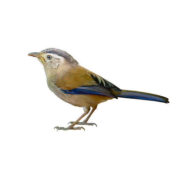 istock Blue-Winged Minla standing gracefully, displaying olive tones and vivid blue wing feathers against a clean white background 2253383786