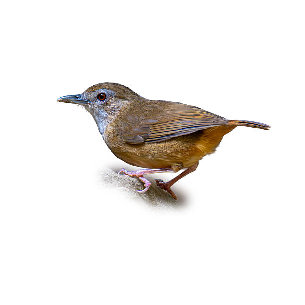 istock Abbott's Babbler perched alertly on a branch, showing warm brown plumage and subtle wing tones against a clean white background 2253383796