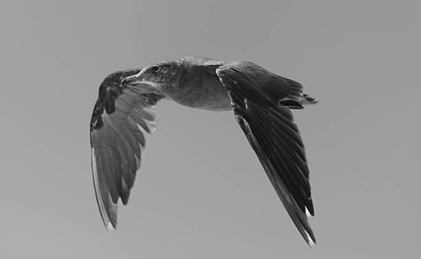 istock Seagull soaring above the waves within Point Reyes National Seashore California 2253383946