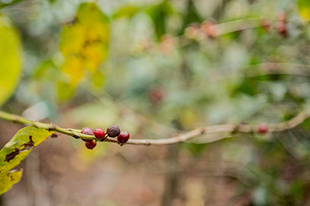 Close-up of a coffee crop