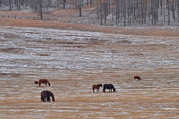 istock Snow-covered pastures of Altai 2253385508
