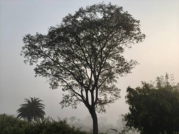 A serene landscape captured in a thick morning mist. In the foreground, green trees and foliage hazy view of distant fields and forests, creating a quiet, atmospheric, and natural scene.