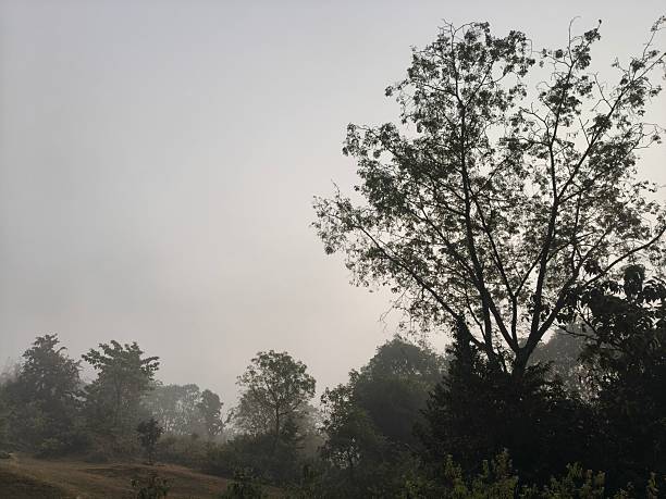 A serene landscape captured in a thick morning mist. In the foreground, green trees and foliage hazy view of distant fields and forests, creating a quiet, atmospheric, and natural scene.
