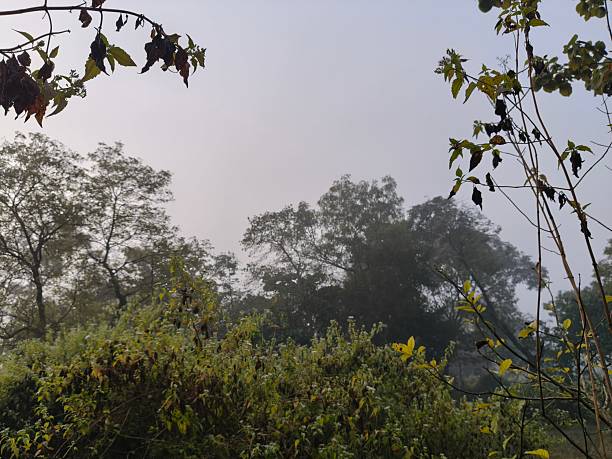 istock A serene landscape captured in a thick morning mist. 2253386603