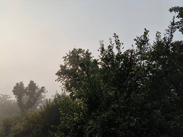 A serene landscape captured in a thick morning mist. In the foreground, green trees and foliage hazy view of distant fields and forests, creating a quiet, atmospheric, and natural scene.
