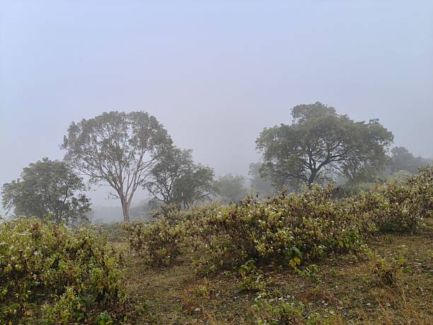 istock A serene landscape captured in a thick morning mist. 2253386799