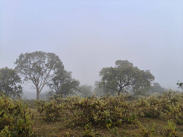 istock A serene landscape captured in a thick morning mist. 2253386815