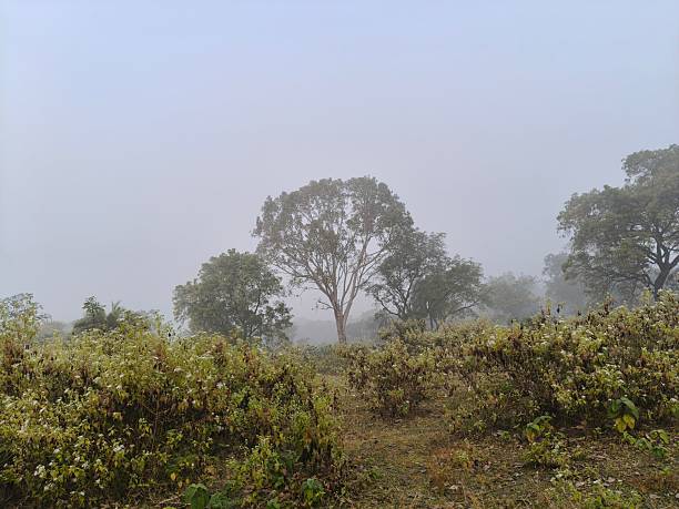 istock A serene landscape captured in a thick morning mist. 2253386816