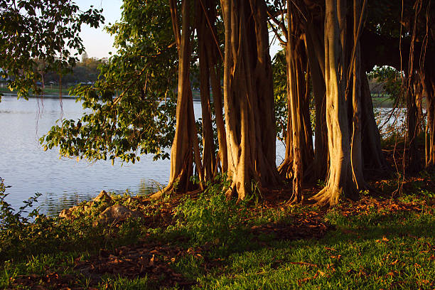 Banyan tree trunks rise in a dense cluster, bathed in warm golden light. Dramatic shadows weave through the trunks while rocky ground and lush greenery add rich texture and color.