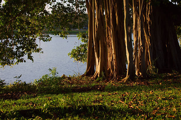 Banyan tree trunks rise in a dense cluster, bathed in warm golden light. Dramatic shadows weave through the trunks while rocky ground and lush greenery add rich texture and color.
