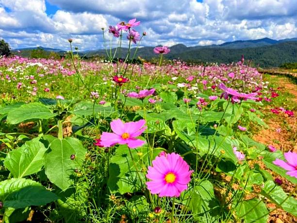 istock Pink, dark pink, and white marigold flowers. 2253387909