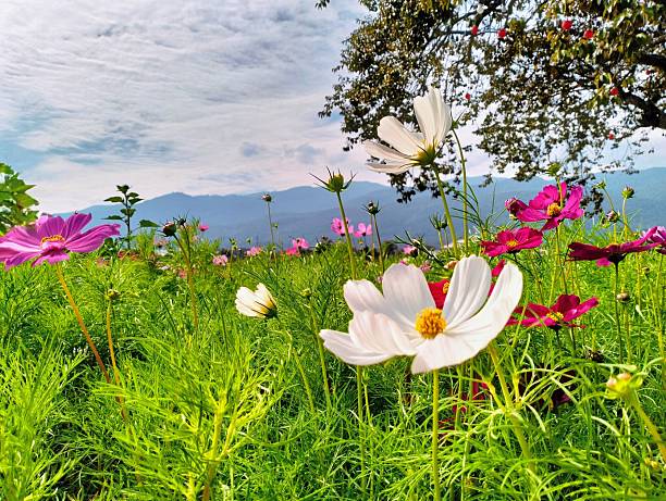 istock Pink, dark pink, and white marigold flowers. 2253387989