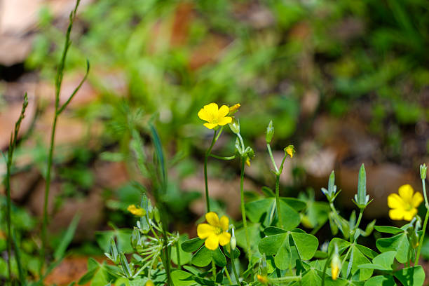 istock Tiny Yellow Oxalis Flowers in the Grass 2253388414