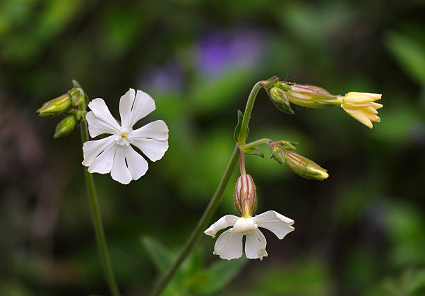 Springflowers - Silene latifolia, commonly known as White Campion, is a dioecious flowering plant in the Caryophyllaceae family. Oeiras, Portugal. Selective shallow focus - flower and bud.