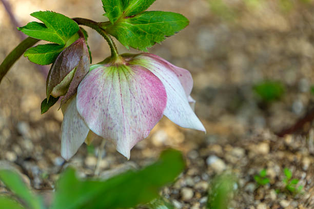 A close-up shot of a blooming light pink hellebore flower, also known as a Christmas rose, showing its delicate petals and downward-facing bell shape in a garden setting.