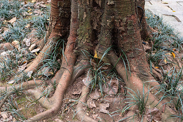 A close-up of tree roots extending from a rough, earthy-brown trunk (mixed with greenish hues) with gnarled, thick roots spreading in various directions, some partially buried in soil. Surrounding small grass blades and scattered brown-yellow fallen leaves add natural texture, set against a soil-pebble base. Focuses on the tree’s underground support system, highlighting nature’s complex design. No people, animals, or artificial elements are present. Ideal for themes of growth, stability, and natural world imagery.