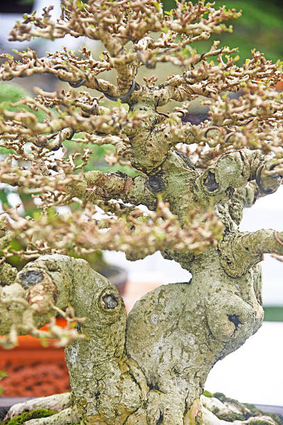 istock Bonsai tree in details and close up 2253389115
