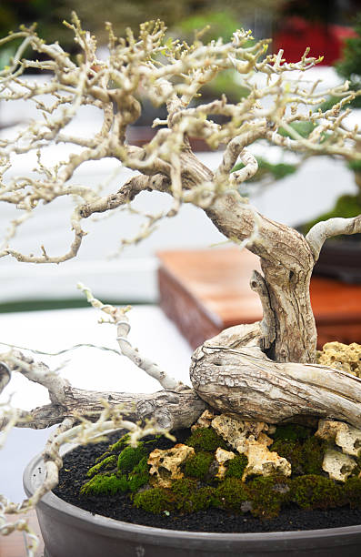 istock Bonsai tree in details and close up 2253389116