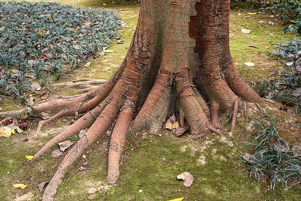 A large mature tree’s base features thick, gnarled roots spreading widely, with rough earth-toned textures (light to dark brown) intertwined on a green moss bed. Scattered yellow fallen leaves and small grass/low plants surround the roots, set against a forested/park-like background. Centers on the intricate root network, showcasing the tree’s raw strength and natural foundation. No people, animals, or artificial elements are present. Well-suited for themes of forest ecology, root systems, and natural resilience.