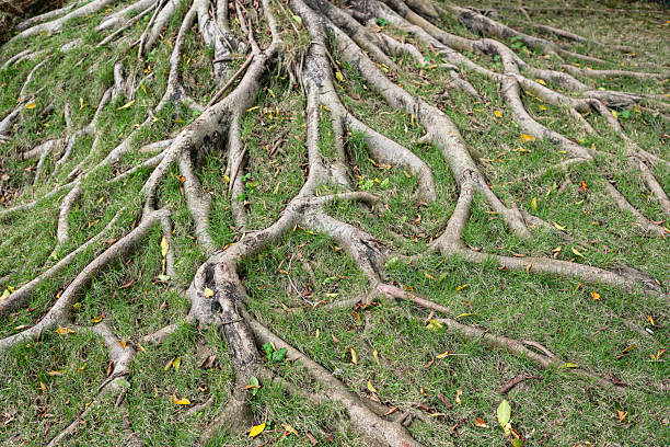 istock Expansive gnarled tree roots with grass and decaying leaves. 2253389498