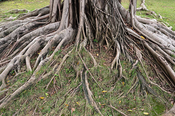 A close-up of a mature tree’s intricate root system, with thick, gnarled roots (grayish-brown, textured, weathered) spreading across the ground—some above soil, others partially buried. Sparse short green grass, scattered yellow leaves, and small twigs intersperse between roots, set against a soft-focused grassy background with additional roots in the upper right. Even natural daylight highlights the contrast between organic root structures and surrounding vegetation, emphasizing the tree’s firm foundation in an undisturbed environment. No people, animals, or artificial elements are present. Ideal for themes of forest ecology, root morphology, and serene natural landscapes.