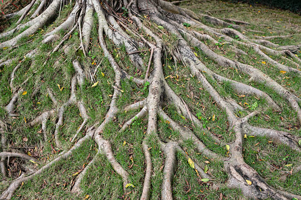 istock Expansive gnarled tree roots with grass and decaying leaves. 2253389560