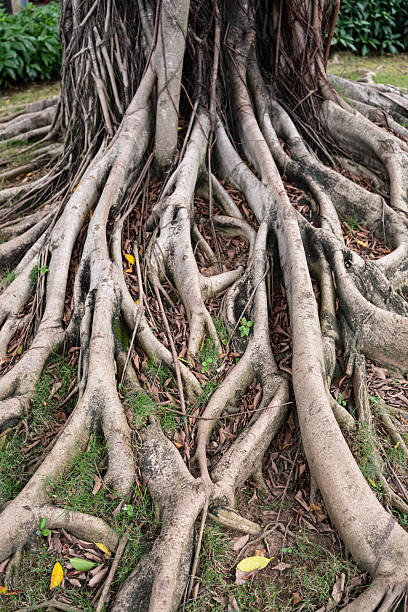 istock Exposed gnarled tree roots with grass and fallen leaves in natural setting. 2253389654