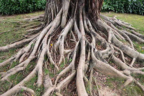 istock Exposed gnarled tree roots with grass and fallen leaves in natural setting. 2253389655