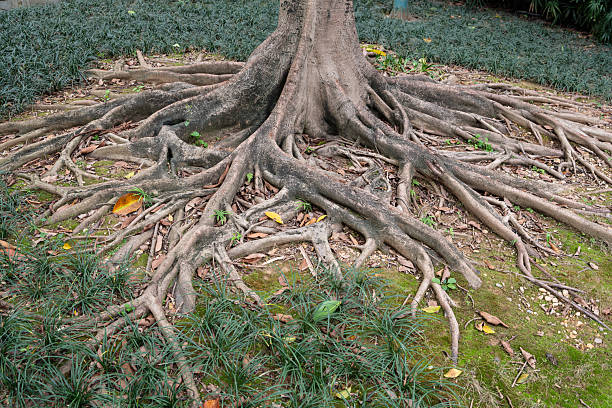 istock Gnarled tree roots with grass and fallen leaves spread across ground. 2253389848