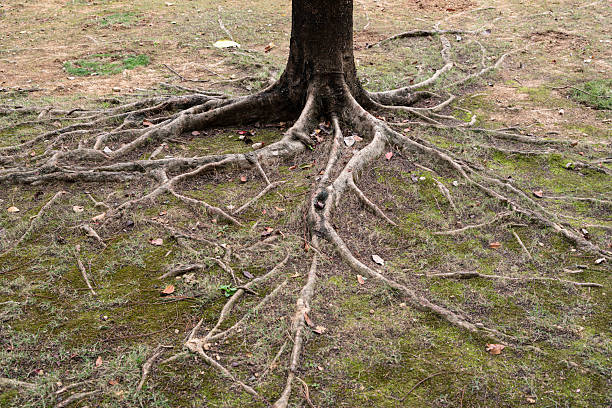istock Exposed gray-brown tree roots with moss and dry leaves in moist soil. 2253389849