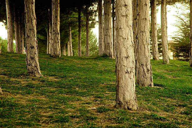 A peaceful pine forest with tall, straight tree trunks,