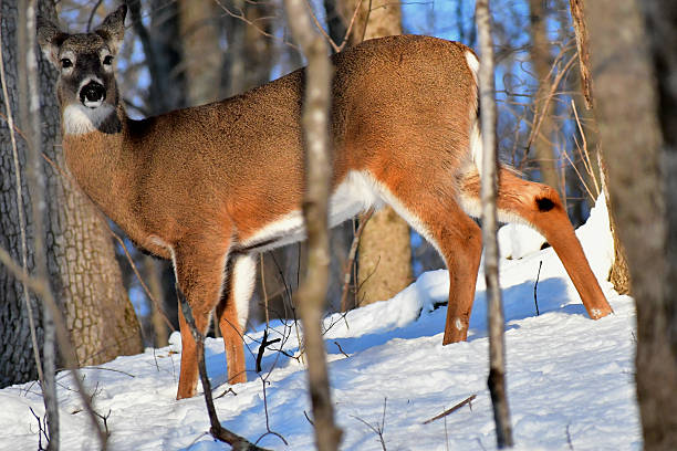 Female white-tailed deer, or doe, on a snowy slope in Connecticut's Northwest Hills during a cold winter, looking for scarce food